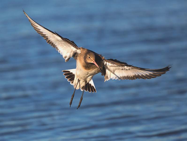 Black tailed Godwit in flight  no 2 - Charles Whitfield-King.jpg